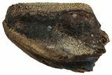 Fossil Hadrosaur (Lambeosaurus?) Partial Tooth - Montana #352046-1